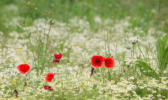 Wildflowers in a farm field